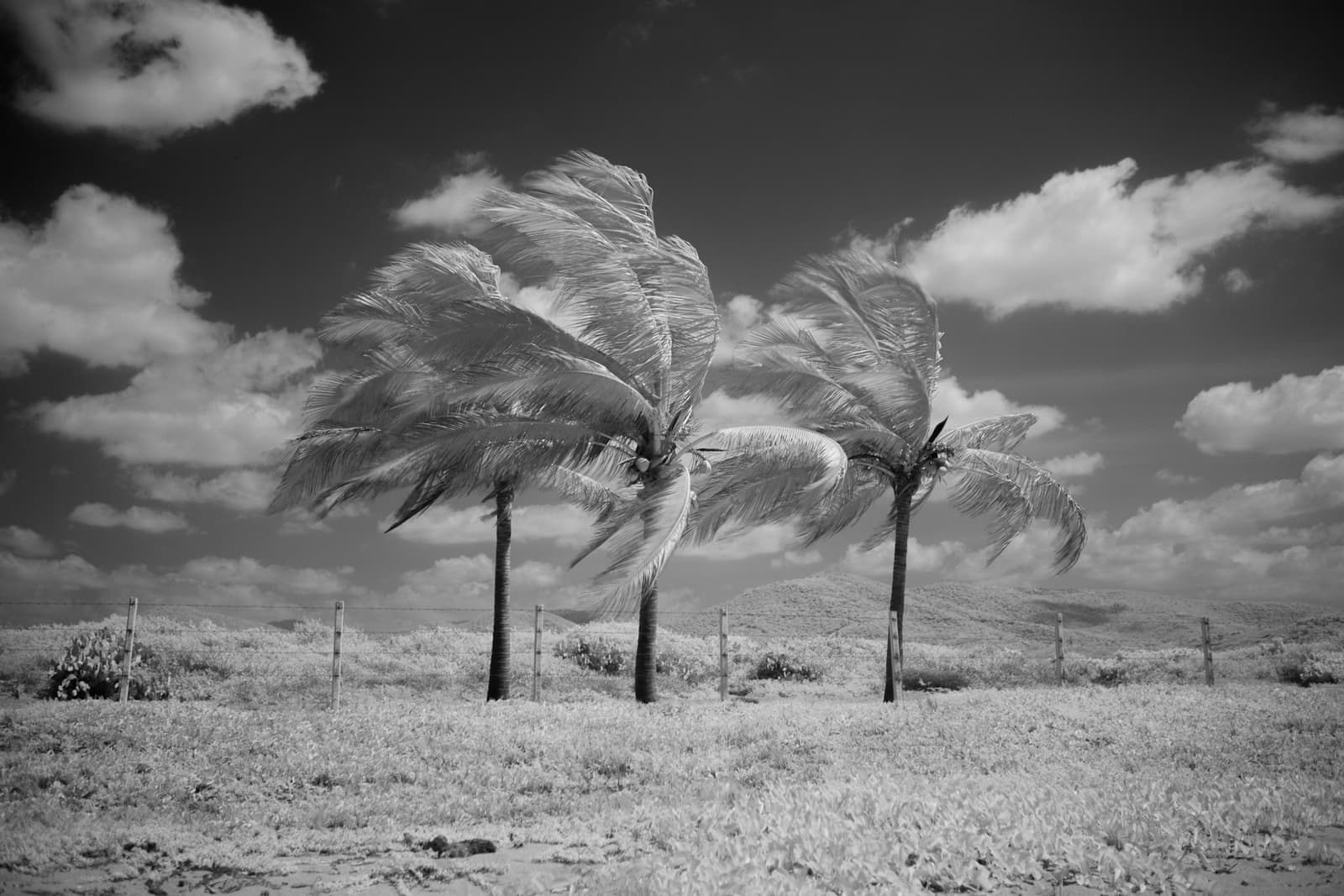 Wind moving through trees under a gray sky